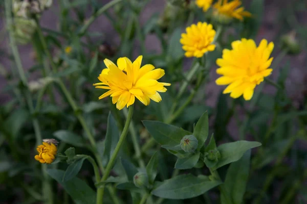 庭に咲くカレンデュラ。黄色い花と緑の休暇 — ストック写真