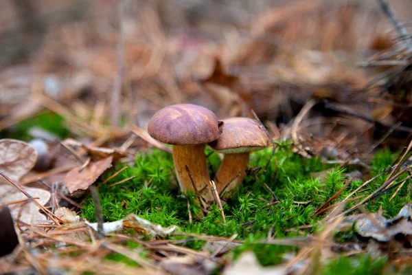 Double mushroom imleria badia commonly known as the bay bolete o — Stock Photo, Image
