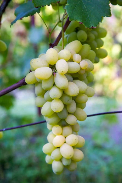 Zöld szőlőfürt, a kertben — Stock Fotó
