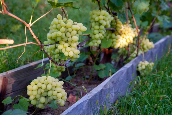 Ramo de uvas verdes en el jardín — Foto de Stock