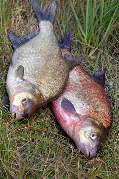 Deux grands poissons de brème commune d'eau douce sur fond naturel — Photo