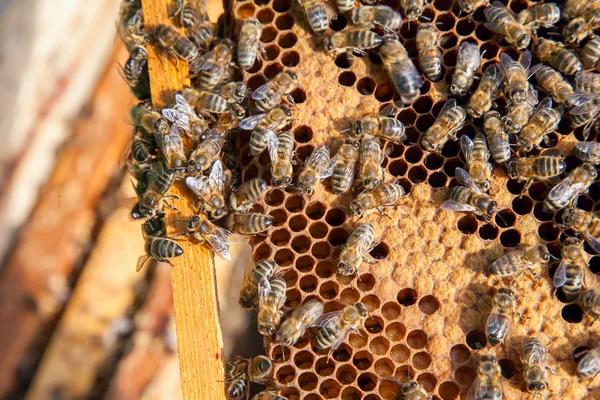 Abelhas a trabalhar numa colmeia em favo de mel. Abelhas dentro da colmeia com vedação — Fotografia de Stock