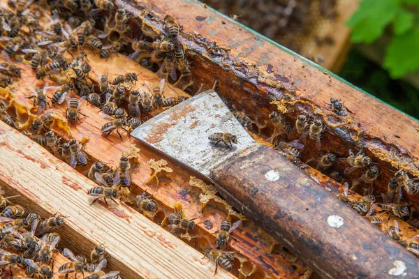 Otwarta gałąź pokazująca pszczoły roi się od plastra miodu — Zdjęcie stockowe