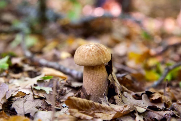 Boletus paddestoel in het wild. Porcini Mushroom groeit op de voorgrond — Stockfoto