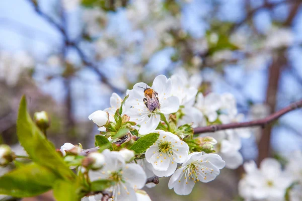 Honigbiene auf weißer Blüte des Apfelbaums sammelt Pollen und Nektarinen — Stockfoto
