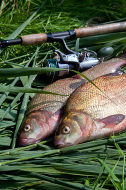 İki büyük tatlı su ortak çipura balık ve Olta Makarası o ile