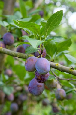 Gün batımı ışık olgun sulu meyve ile Erik ağacı dalı