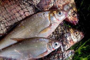 Bronz ile keepnet iki tatlı su beyaz çipura veya gümüş çipura