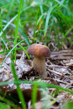 Vahşi doğada boletus mantarı. Porcini mantar ön planda yetişir