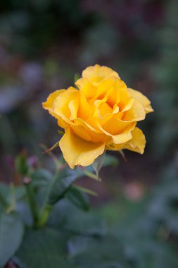 Garde büyüyen güzel gül çalı