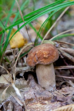 Vahşi doğada boletus mantarı. Porcini mantar ön planda yetişir