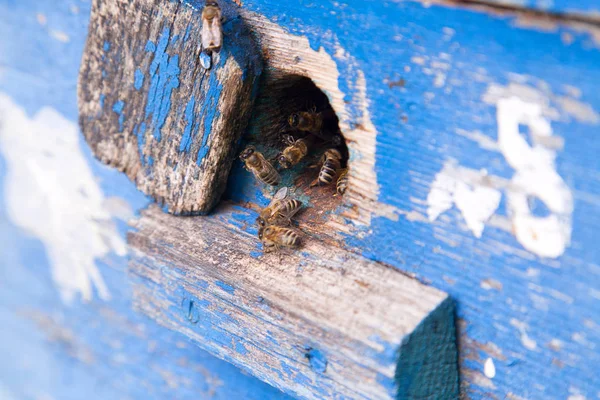 Enjambre de abejas en la entrada de la colmena azul en el colmenar — Foto de Stock