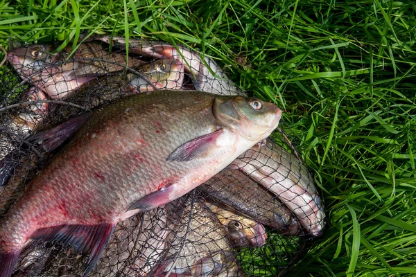 Pesca di successo - grande pesce orata d'acqua dolce su keepnet con — Foto Stock