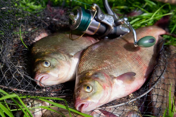 Δύο μεγάλα ψάρια του γλυκού νερού κοινή τσιπούρα και καλάμι με κύλινδρο o — Φωτογραφία Αρχείου