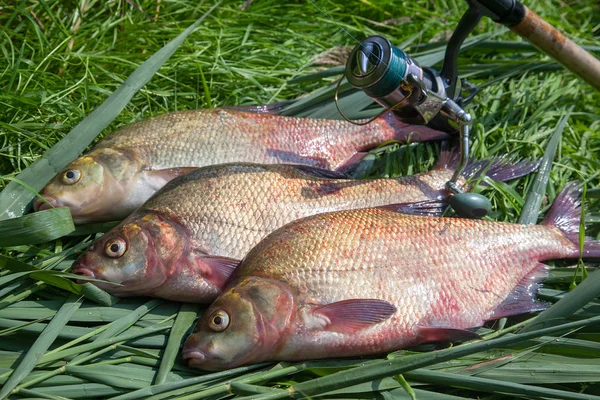 Three big freshwater common bream fish and fishing rod with reel