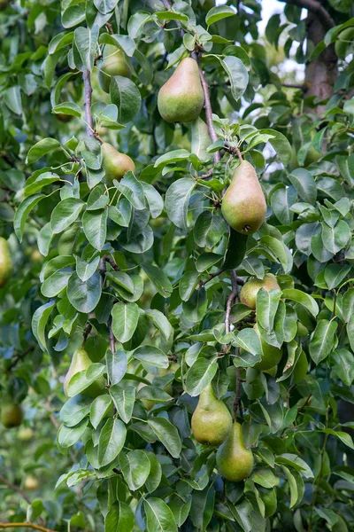 Brillanti deliziose pere appese a un ramo d'albero nel frutteto . — Foto Stock