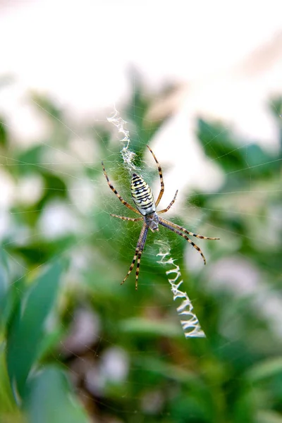 Yellow striped spider outside in nature in her spider web. — Stok fotoğraf