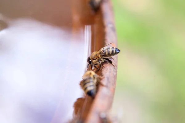 Gros plan de l'eau potable des abeilles sur le fond brun vintage — Photo