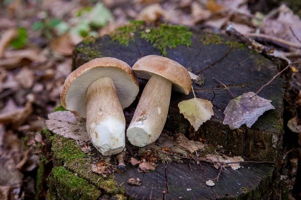 Verschillende Boletus paddenstoel in het wild. Eekhoorntjes Zwam (Boletus — Stockfoto
