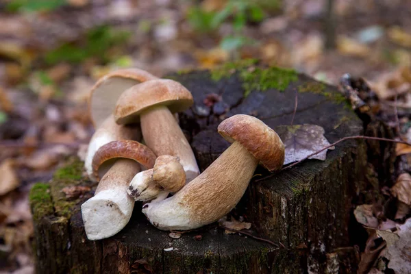 Mehrere Steinpilze in freier Wildbahn. Steinpilz (Steinpilz) — Stockfoto