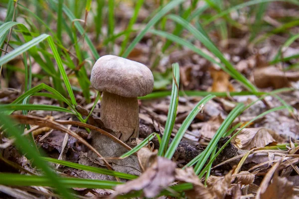 Cogumelo Boletus na natureza. Cogumelo Porcini cresce na frente — Fotografia de Stock