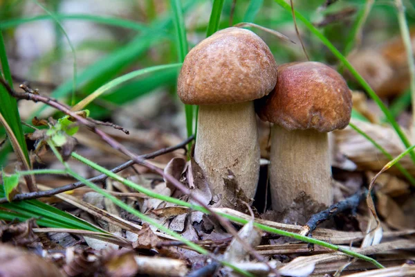 Família de cogumelos do cogumelo boleto na natureza. Cogumelo porcini — Fotografia de Stock
