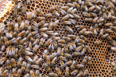 Arılar petek tatlı bal ile çalışan görünümü kadar kapatın.