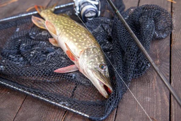 Freshwater pike and fishing equipment lies on landing net. Compo — Stock Photo, Image