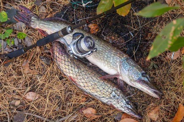Freshwater pike fish. Big freshwater pike fish lies on keep net — Stock Photo, Image