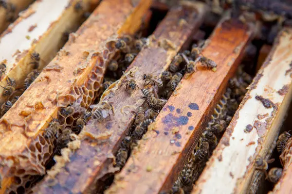 Vista de perto das abelhas que enxameiam em um favo de mel — Fotografia de Stock