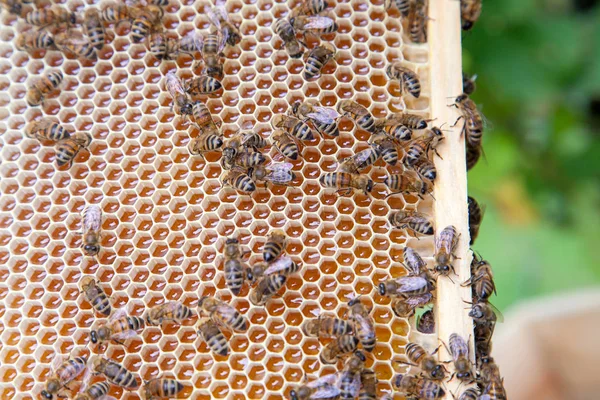 Κλείνω πάνω θέα εργασίας μέλισσες για κηρήθρα με μέλι γλυκό. — Φωτογραφία Αρχείου