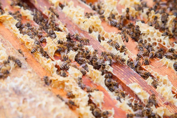 Vista de perto das abelhas que enxameiam em um favo de mel — Fotografia de Stock