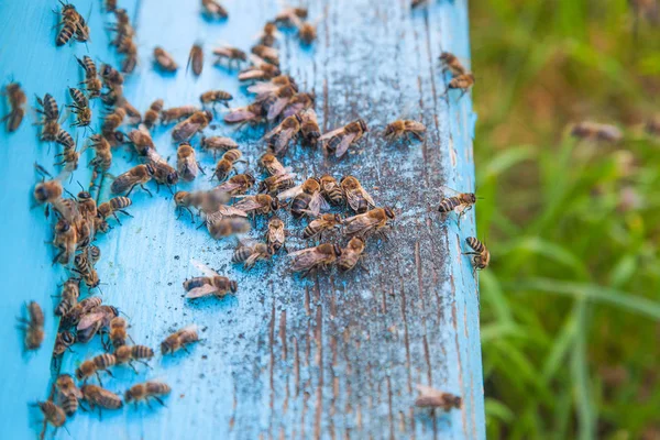 Роящиеся пчелы у входа в светло-голубой улей на пасеке — стоковое фото