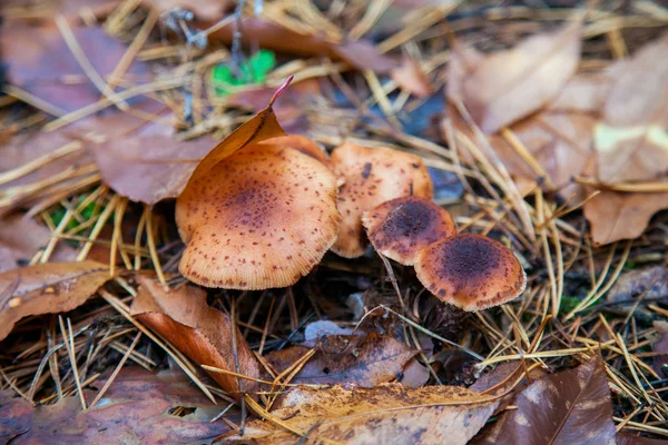 Wild forest mushrooms honey agarics in the forest among red an y — Stock Photo, Image