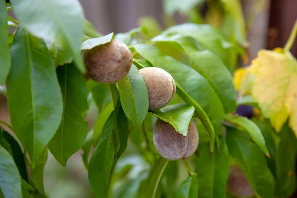 Kleine Pfirsiche auf einem Ast an sonnigen Sommertagen da — Stockfoto