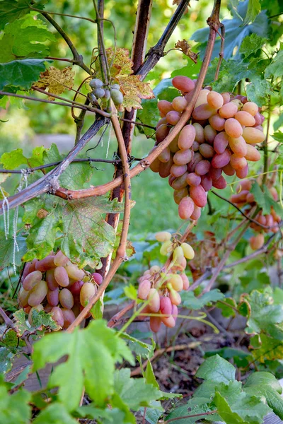 Bunch of pink grapes with big berries in the garde — Stock Photo, Image