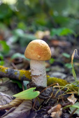 Vahşi doğada tek kırmızı boletus mantarı. Kırmızı boletus mantar gr