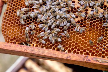 Petek üzerinde kovan üzerinde çalışan arılar. Seale ile kovan içinde arılar