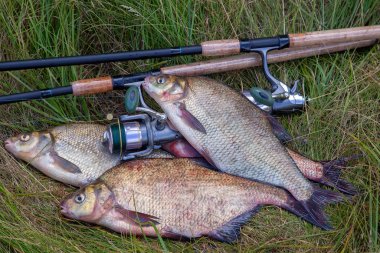 Başarılı balıkçılık - büyük tatlı su çipura balık ve balık yığını