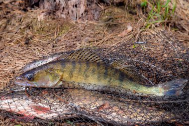 Tatlı su zander balığı. Tatlı su zander balığı Kee 'nin etrafında uzanıyor
