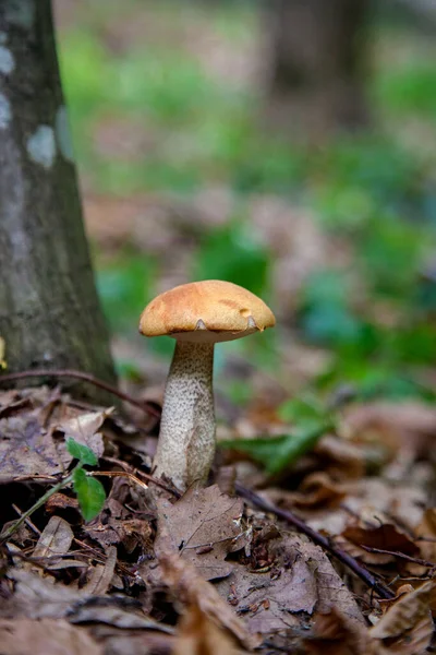野外的单红肉蘑菇。红肉蘑菇 — 图库照片