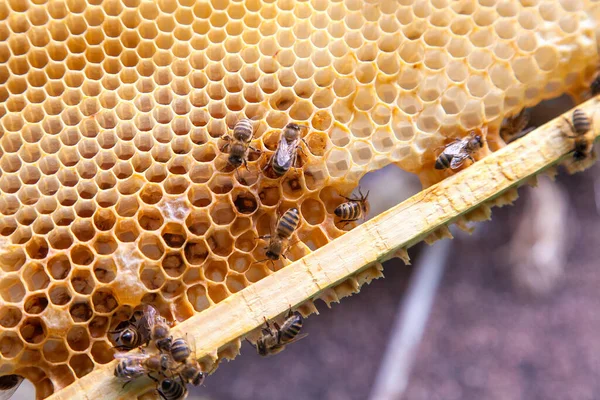 Vista ravvicinata delle api da lavoro a nido d'ape — Foto Stock