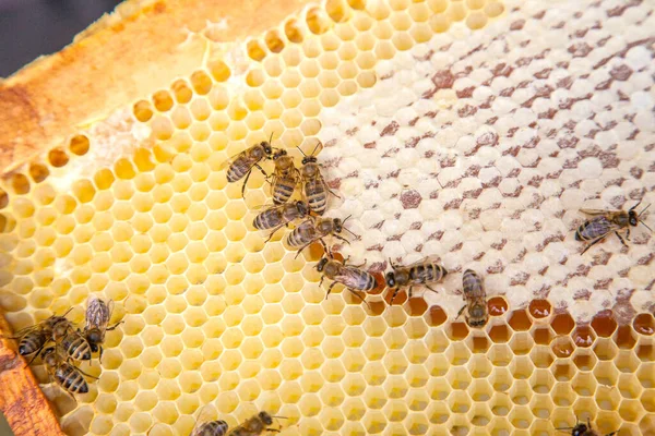 Zblízka pohled na práci včely na honeycomb s sladký med — Stock fotografie