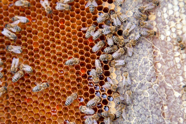 Vista da vicino delle api che lavorano a nido d'ape con miele dolce — Foto Stock