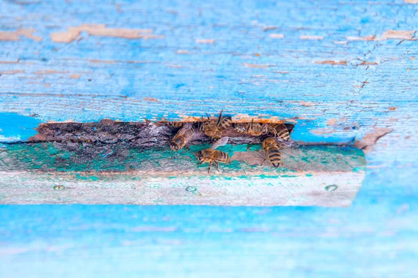 Enjambre de abejas en la entrada de la colmena azul en el colmenar — Foto de Stock