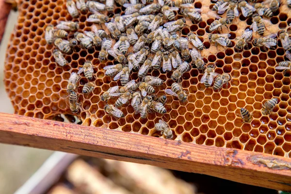 Abelhas a trabalhar numa colmeia em favo de mel. Abelhas dentro da colmeia com vedação — Fotografia de Stock