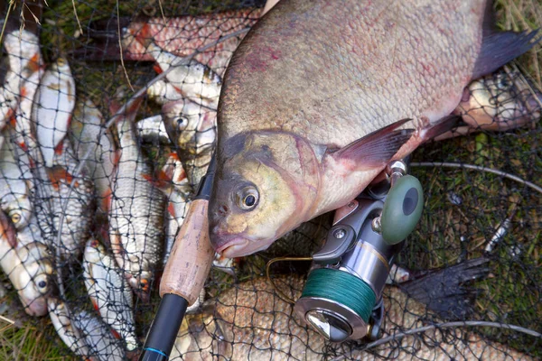 Pesca di successo - grande orata d'acqua dolce pesce e canna da pesca — Foto Stock