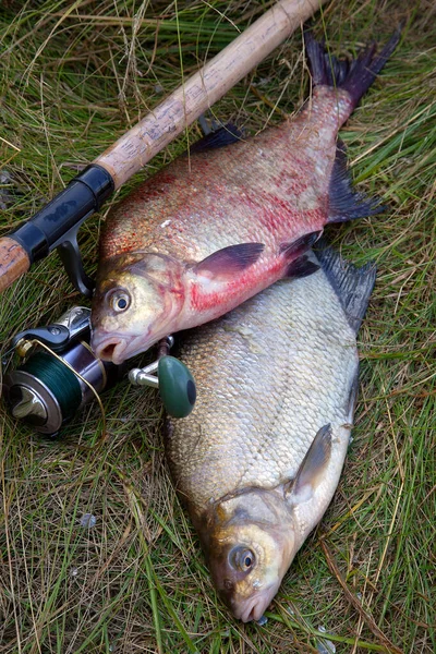 Two big freshwater common bream fish and fishing rod with reel o — Stock Photo, Image