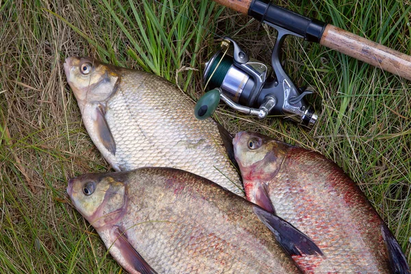 Erfolgreiches Angeln - Haufen großer Süßwasserbrassen und Fische — Stockfoto