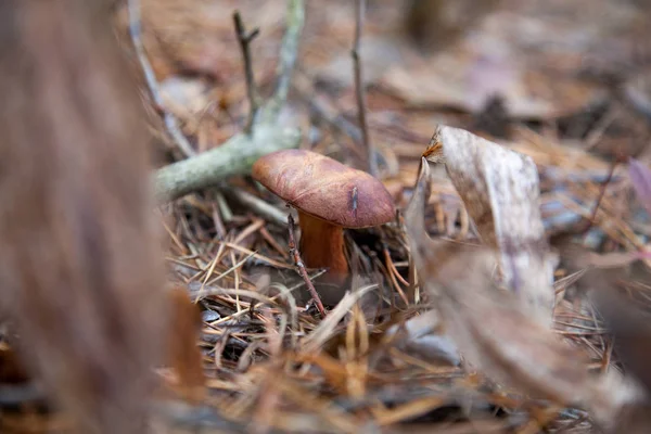 Imleria badia vagy Boletus badius közismert nevén Bay Bolete — Stock Fotó